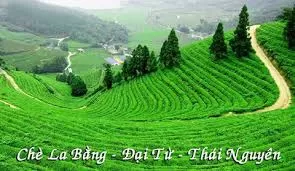 Káº¿t quáº£ hÃ¬nh áº£nh cho Äáº¡i tá»« thÃ¡i nguyÃªn
