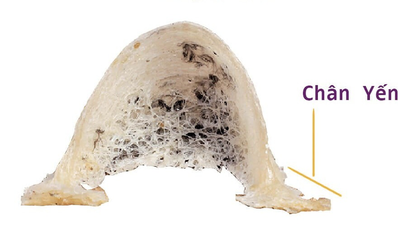 ch&acirc;n yến, tổ yến, yến song ti&ecirc;n